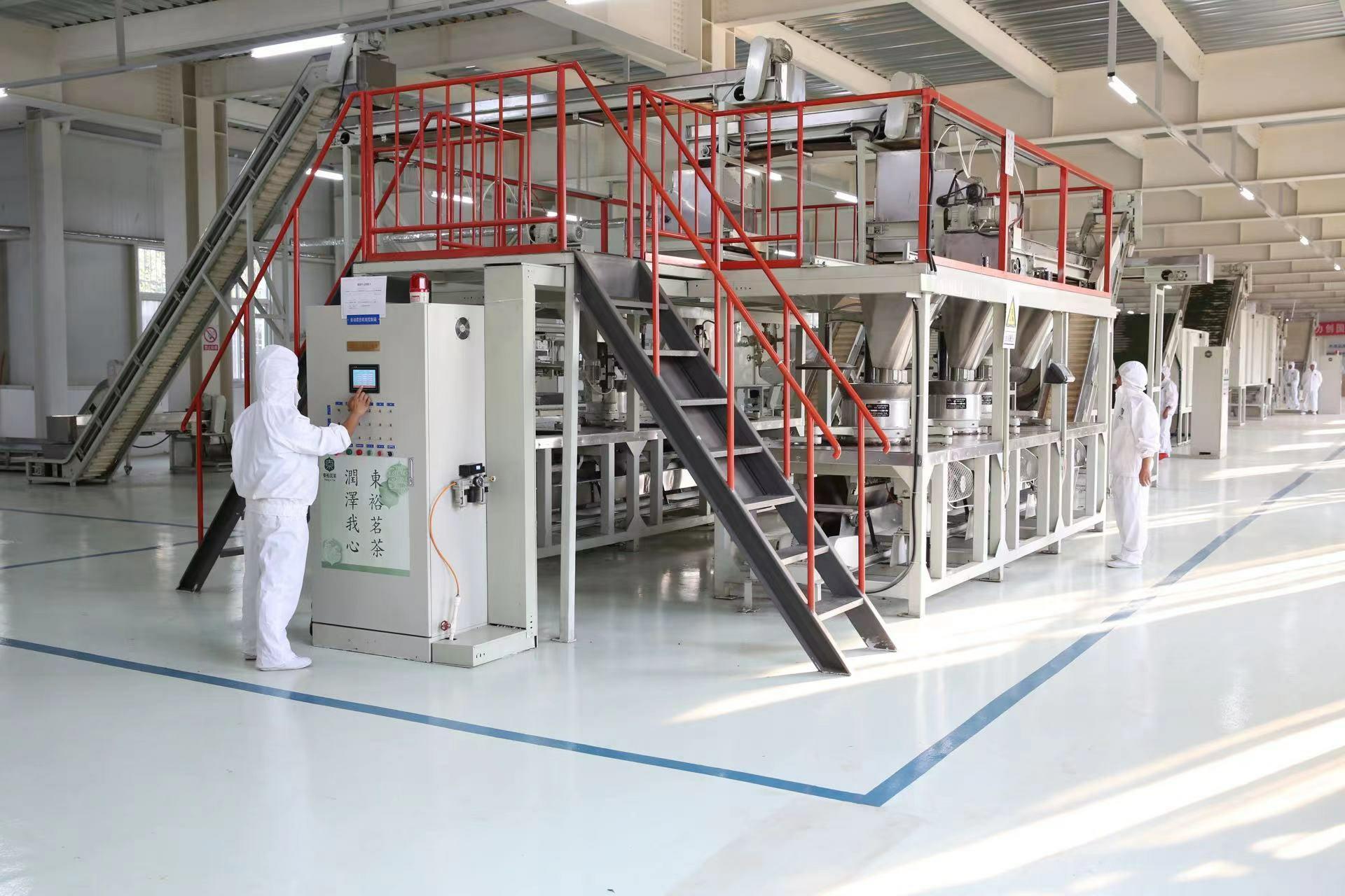 2023中国最美茶乡西乡汉中仙毫开采，拉开陕西春茶上市序幕