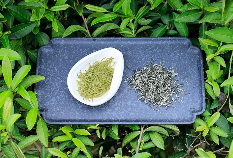 仙第茶叶 品味山水间的一抹清香